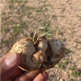  بذور الرقروق المصاحب للكمأة ( الفقع ) 1000 بذره 