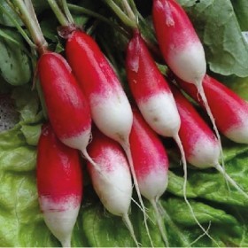  (  3 غرام )  french breakfast   فجل احمر طويل امريكي 