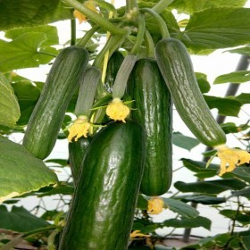  خيار عز  F 1  ( ٢٠ بذرة ) 