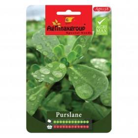  بقلة - رجلة - بربير 