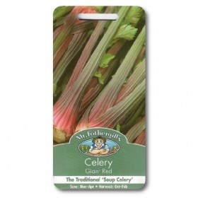  كرفس جيان الأحمر 