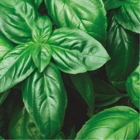  بذور الريحان الإيطالي - الريحان الحلو ٥٠ بذرة 