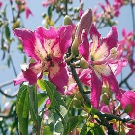  بذور شجرة الكوريزيا  ( 15 بذرة  ) 