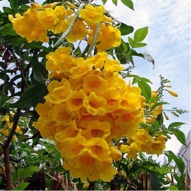  شجرة تيكوما الصفراء (10) بذور 