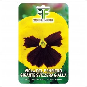  زهور بانسي الصفراء 