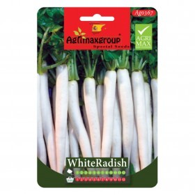  فجل أبيض طويل 