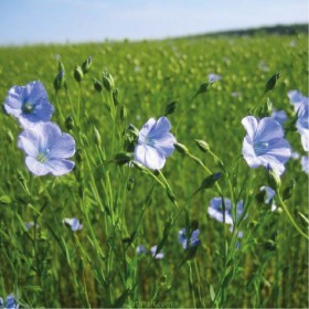  بذور الكتان  العضوية للزراعة 100 بذرة 