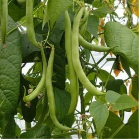  بذور لوبيا حساوي (20 غرام )‏ 