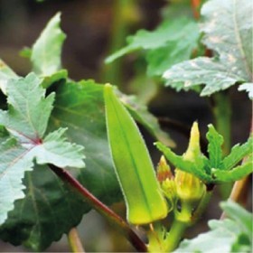  بذور بامية حساوية ( ٢٠ غرام ) 