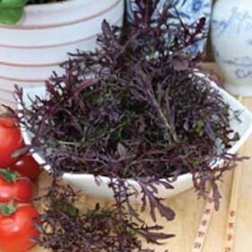  ماسترد احمر 