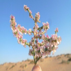  ( بذور شجيرة الرمث ( 200  بذرة 