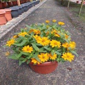  الزينيا القزمي الصفراء  ( 10 بذرة ) 