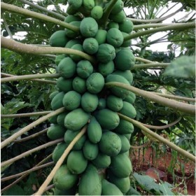  البابايا رد ليدي (قزمية) F1( 15 بذرة ) 