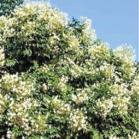 ملنجتونيا العطرية  15 بذرة 