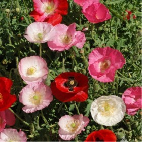  بذور زهرة الديدحان - شقائق النعمان  متعددة الالوان  ( 1000 بذرة ) 