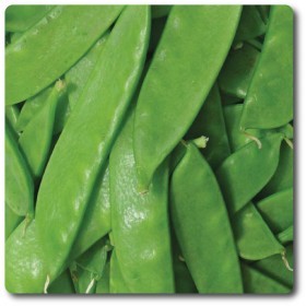  بازلاء  أوريغون السكرية 