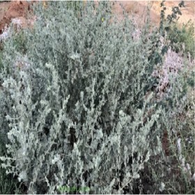  بذور الرغل الأبيض  100 بذرة تقريبا 